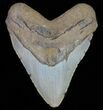 Large, Fossil Megalodon Tooth - North Carolina #66146-1